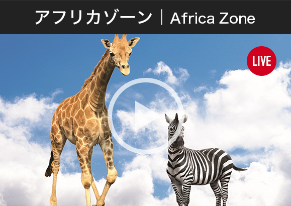 アフリカゾーン｜Africa Zone