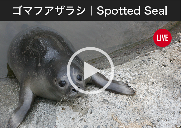 ゴマフアザラシ｜Spotted Seal