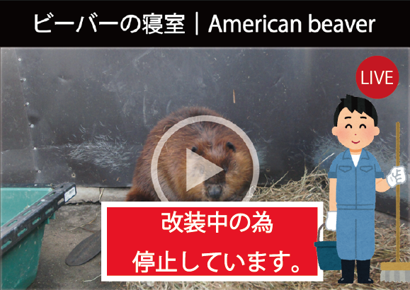 アメリカビーバー）｜Serval
