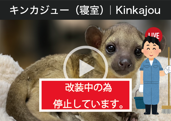 キンカジュー｜kinkajou