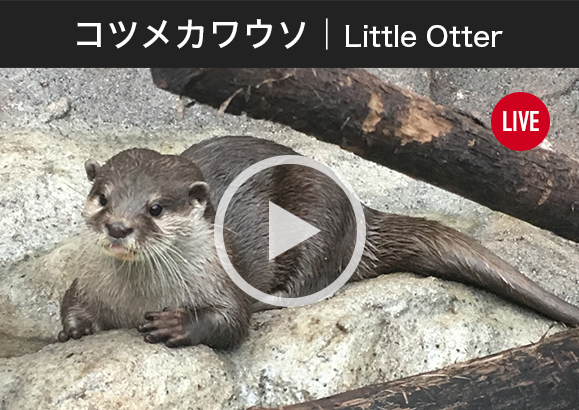 コツメカワウソ｜Little Otter