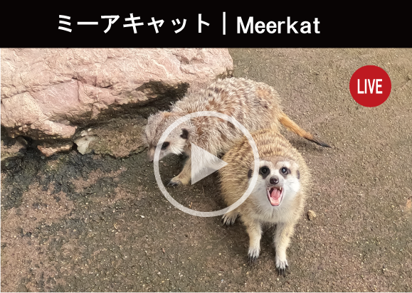 ミーアキャット｜Meerkat