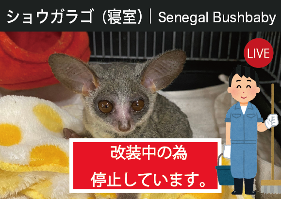 ショウガラゴ｜Senegal Bushbaby