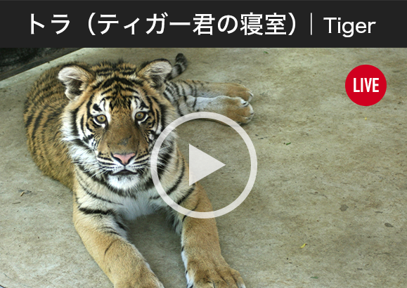 トラ（ティガー君）｜Tiger