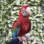 ベニコンゴウインコ